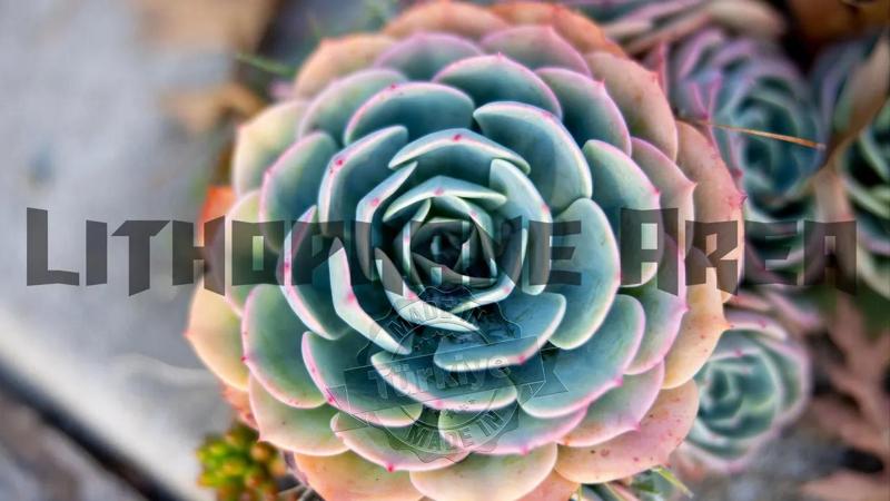 Renkli Gül Lithophane   