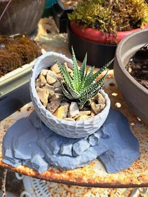 Pot oeuf de dinosaure avec réserve d'eau   