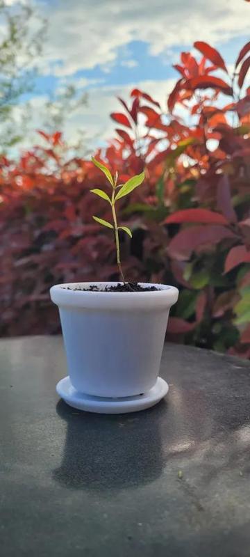 Mini pot de fleur   