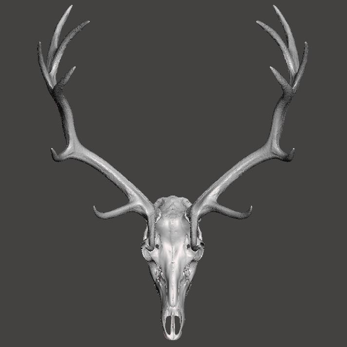 Deer Elk trophy lifesize cut skull