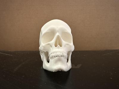 Skull