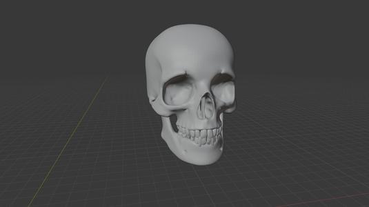 Human skull