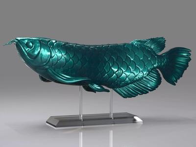 Arowana koi fish