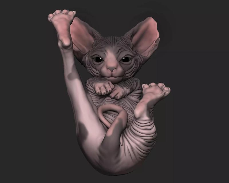 Baby Sphynx Cat