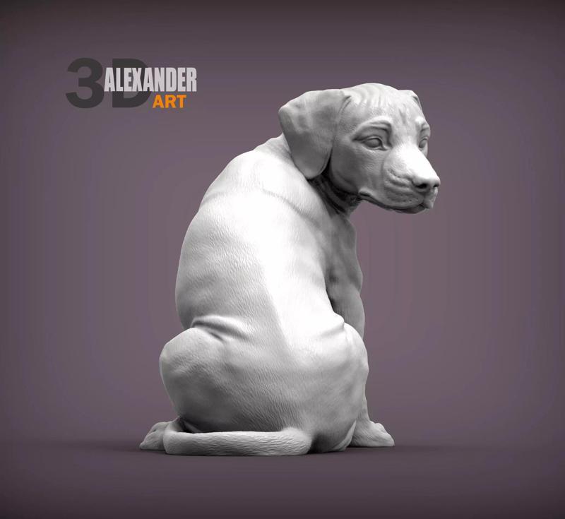 Rhodesian Ridgeback puppy looking back