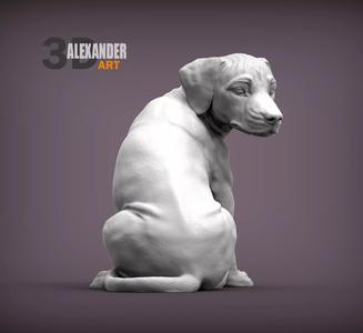 Rhodesian Ridgeback puppy looking back