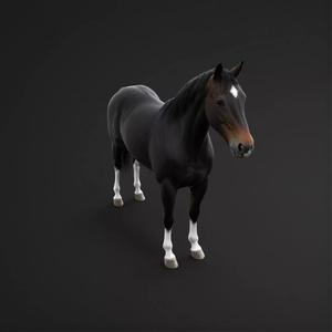 Horse Animal