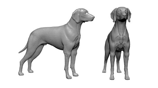 Hungarian Dog
