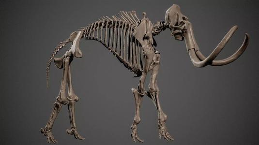 Mammoth Skeleton 3D Scan High-Resolution Fossil Model
