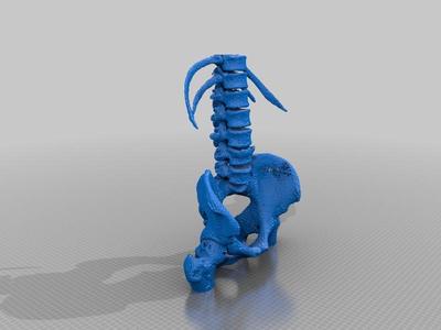Lumbar Spine and Pelvis