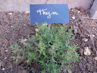 Etiquette for the garden / Etiquette pour le jardin