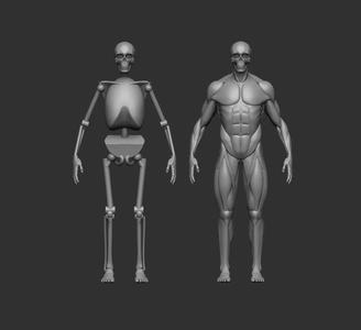 Musculature simplified