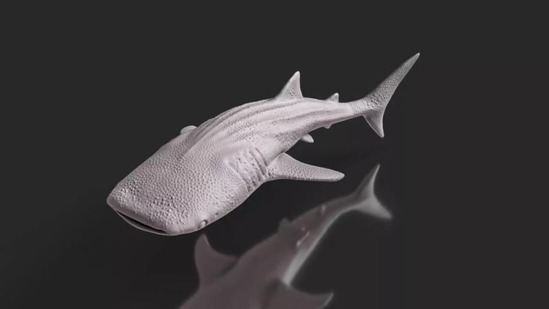 Sea Life Series Whale Shark STL Toy