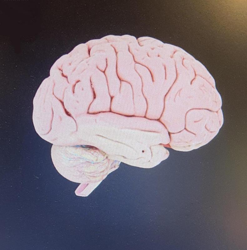 Anatomical human brain fem 1130cm3