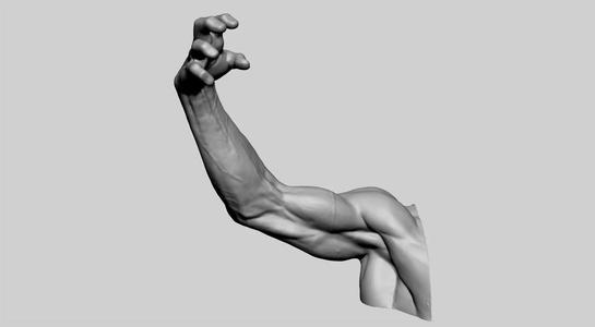 Human Arm