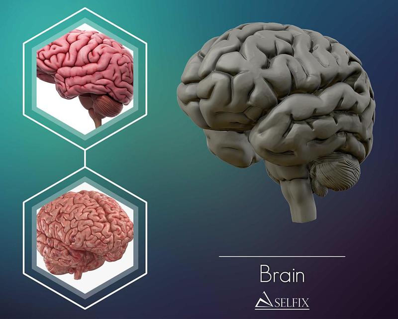 human Brain 3D model Ready to 3D print 3D print model
