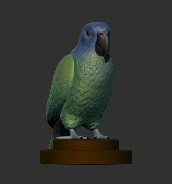 Blue-headed parrot