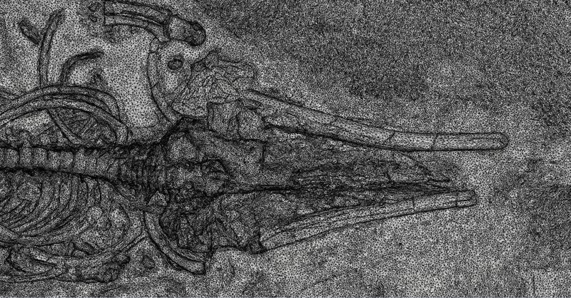 Fossil Whale Optimized for Desktop 3D Printing