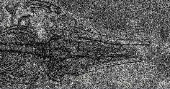 Fossil Whale Optimized for Desktop 3D Printing