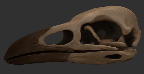 Corvid Skull