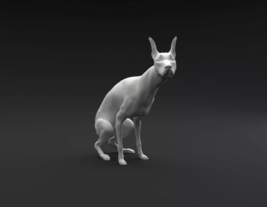Doberman Pinscher pooping intended for 3D printing