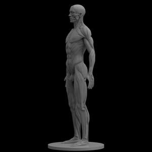 Male Ecorche Human Anatomy Reference