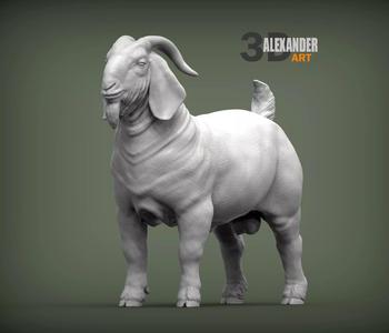Boer Goats male