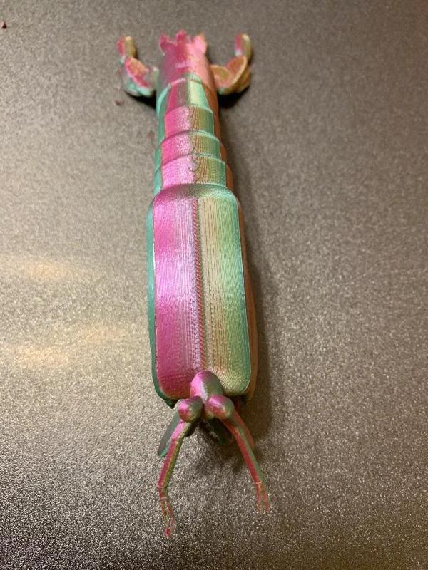 Peacock mantis shrimp - Fangschreckenkrebs   