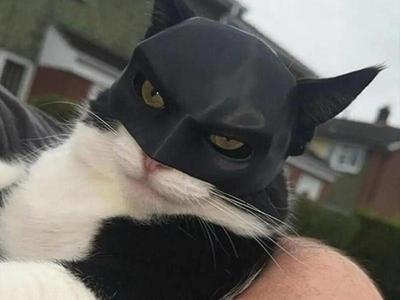 Batman mask for cat 