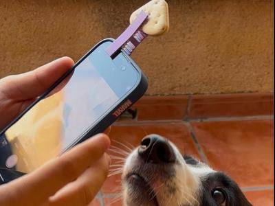 SMARTPHONE-MOUNTED PET PHOTO ACCESSORY