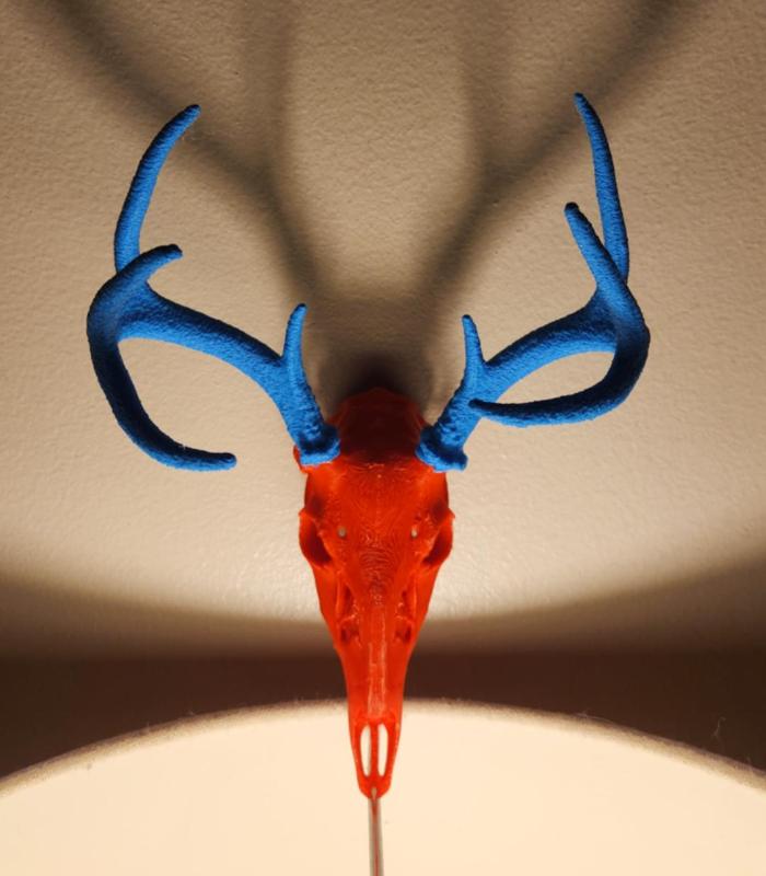 Deer Skull - 8 Point Rack