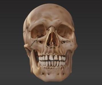 Realistic Human Skull