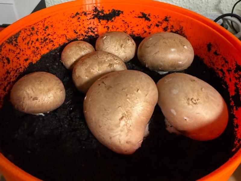 Mushroom Tower/Pilzanzucht-Tower ***PETG***