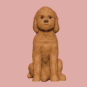 Sitting Poodle Dog