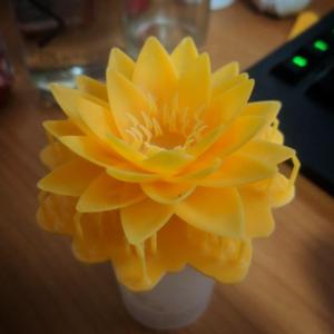Lotus