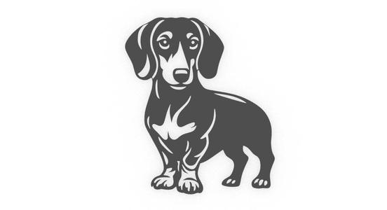 Dachshund