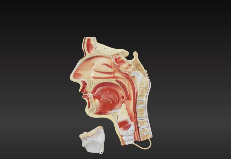 3D Model of Cavities of Nose, Mouth and Throat