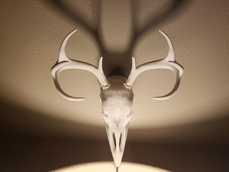 The Legendary Antlered Turkey Skull