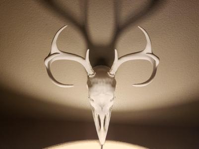 The Legendary Antlered Turkey Skull