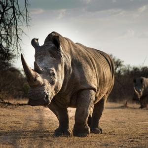 Rhino Portrait Filament Painting