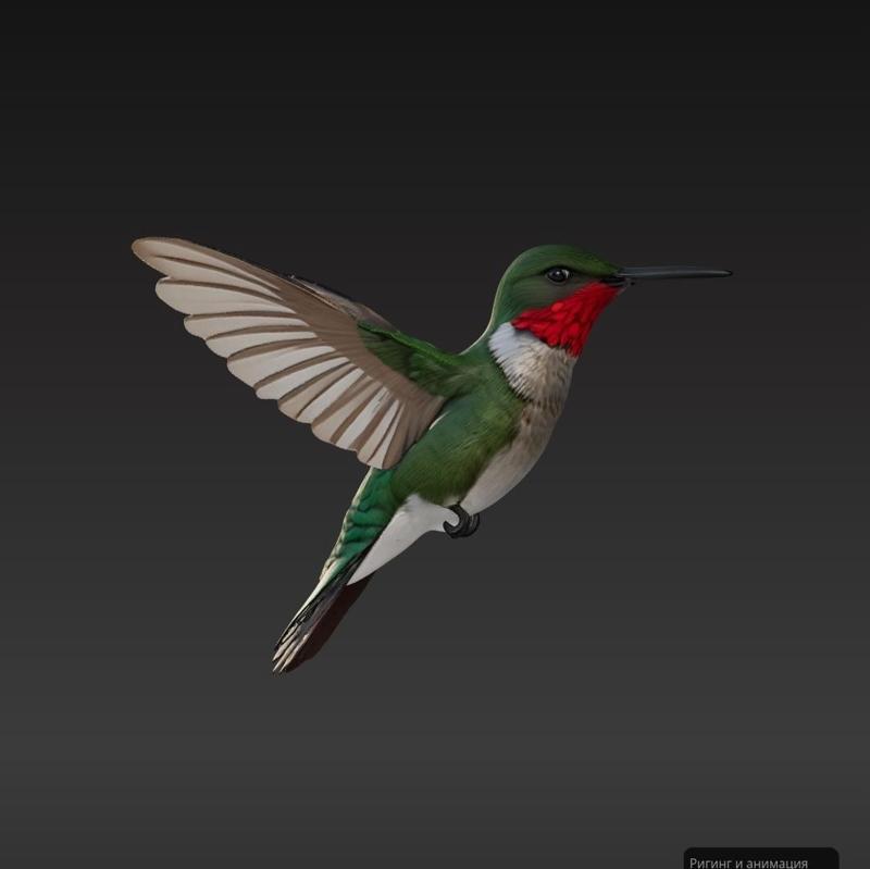 Hummingbird