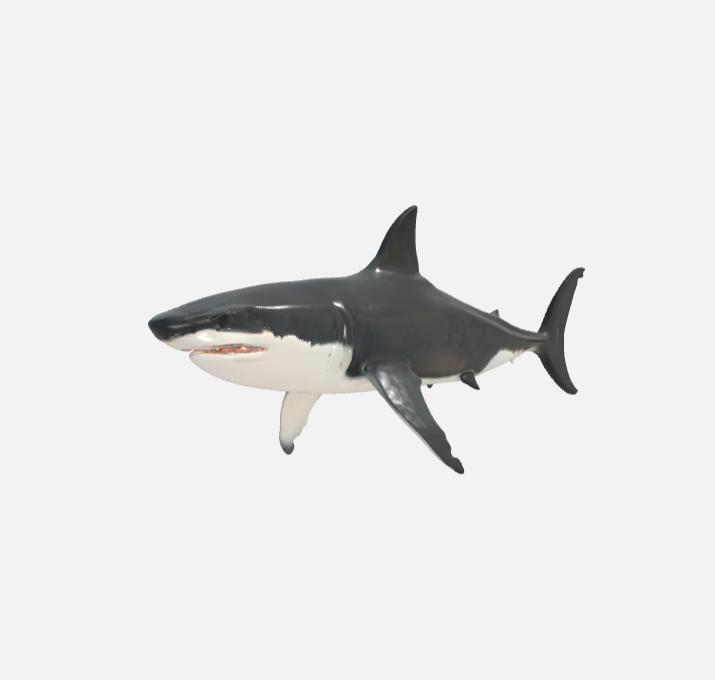 Shark