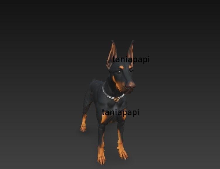 Doberman dog