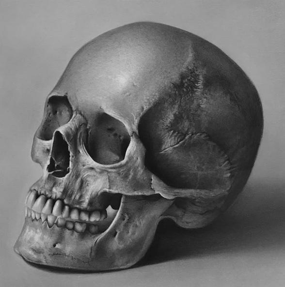 Human Skull – Realistic 3D Model (STL for 3D Printing)