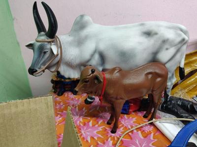 indian cow and calf - pasu madu kannukutty