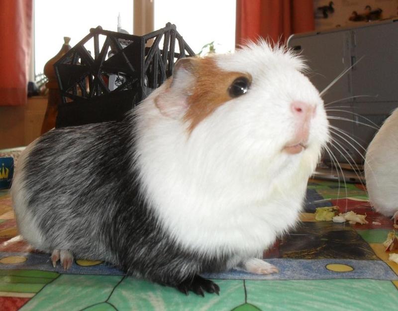 Guinea pig battle carrier