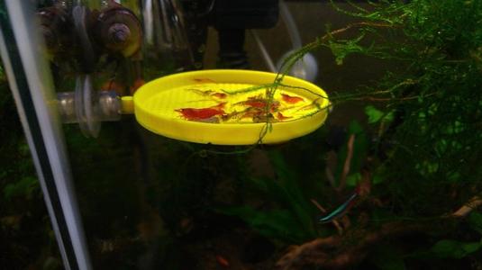 Suspended Shrimp Feeding Tray