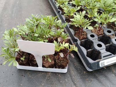 Small Retail Plug Tray with T-type Tag and Label