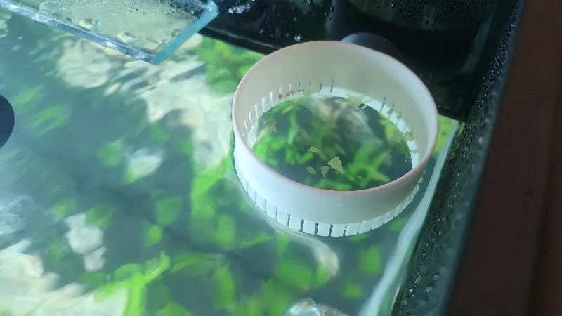 Aquarium feeding ring   