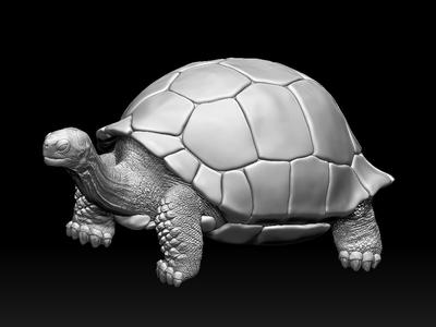 turtle
